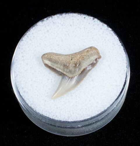 Fossil Tiger Shark Tooth - Lee Creek Mine #3724